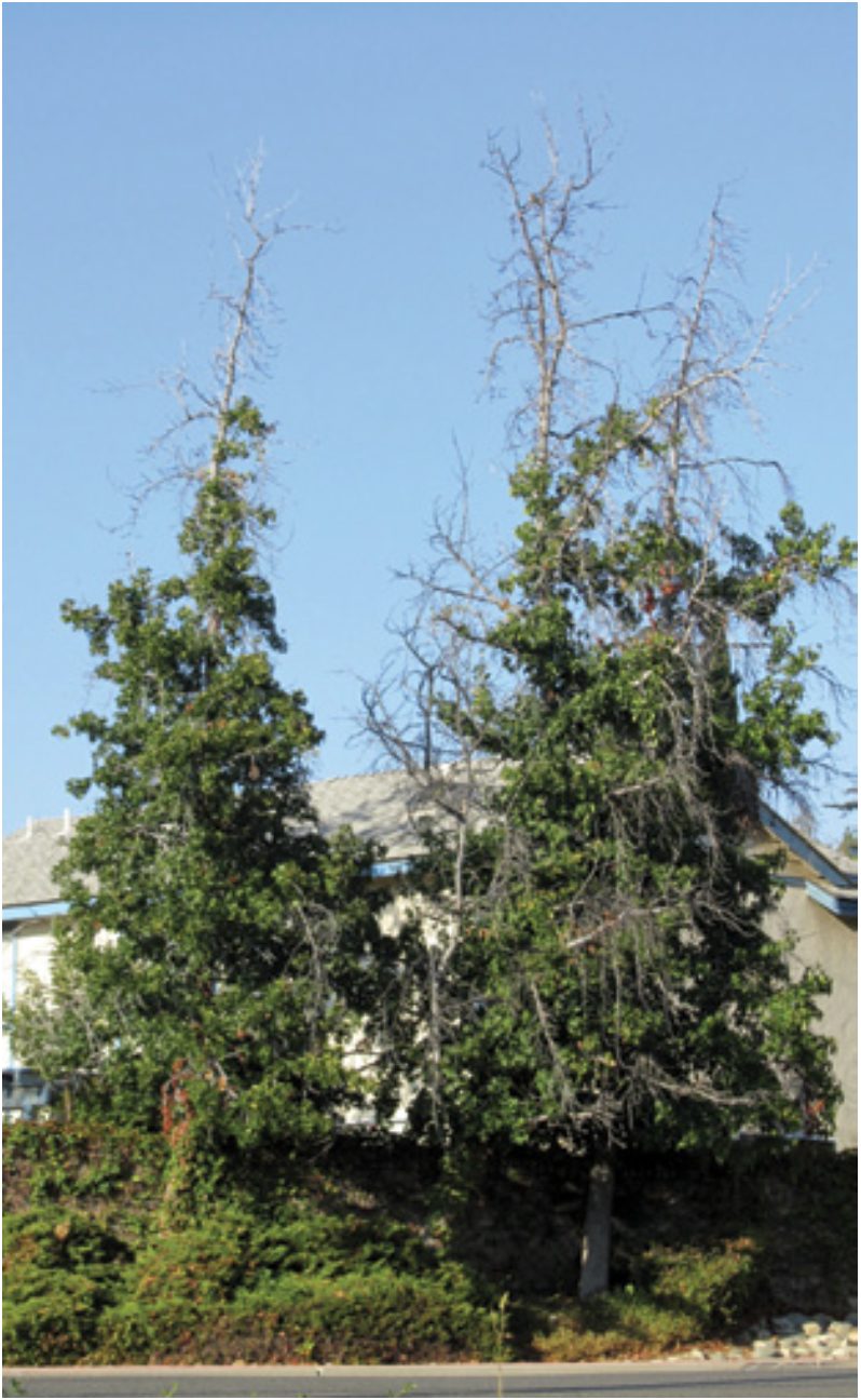 FIG 1. Trees decline by death of individual branches.
